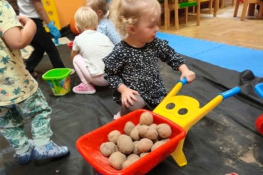 Chłopczyk zbiera ziemniaki do czerwonych taczek